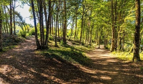 Balade en Forêt et découverte nature Dordogne